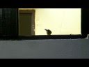 Little Visitor Little Visitor