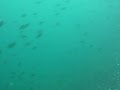 ECUADIVE SCUBA DIVING ECUADOR - YouTube