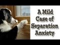 Separation Anxiety - mild case - positive reinforcement dog training