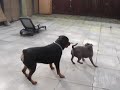 Rottweiler puppy vs irishstaff & adult rott - keeping up!