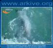 hectors dolphin by Arkive