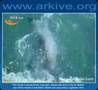 hectors dolphin by Arkive