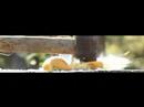 High Speed Orange Squash