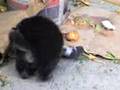 Perro Asecina a Una Vaca