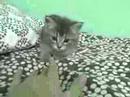 When Kittens Attack!