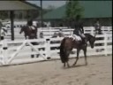 Miraculous Artwork Appaloosa Gelding for sale