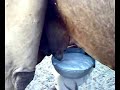 اشرب حليبDrink camel milk