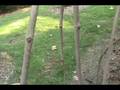 videos de How to ID Morus alba