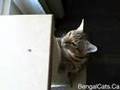 Bengal Cat Using Scratching Post