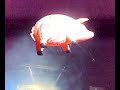 pigs-will-fly-sheep-rogers-waters-new-zealand.html