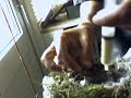 Carduelis Cannabina