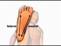 Advanced Myofascial Release by Real Bodywork