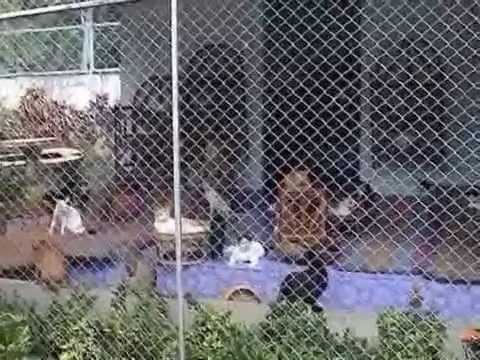 thai dog