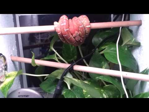 how to care for an emerald tree boa
