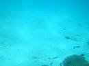 Diving at Kenya Part 5