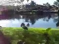 Ducks
