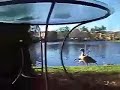 Ducks