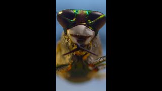 The calming sounds of Southeast Asian bug life #ARealBugsLife The calming sounds of Southeast Asian bug life #ARealBugsLife