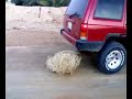 setting a tumbleweed on fire saudi style! setting a tumbleweed on fire saudi style!