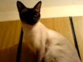 Mi-gatita