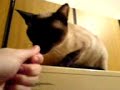 Mi-gatita