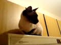 Mi-gatita