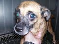 Genesee County Animal Control Shelter