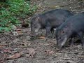 White lipped peccary
