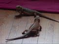 accouplement de mes pogonas