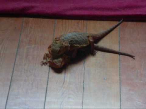 accouplement de mes pogonas