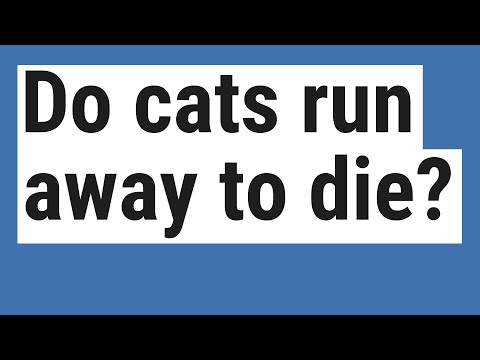 Do cats run away to die?