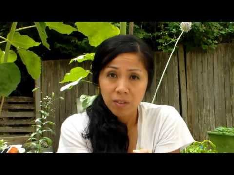 how to kill fungus on roses