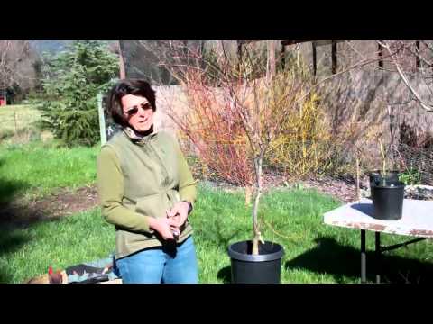 how to care for a japanese maple tree