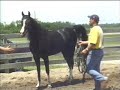 SIR SPATTSON BLACK ARABIAN STALLION SIR SPATTSON BLACK ARABIAN STALLION