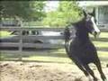 SIR SPATTSON BLACK ARABIAN STALLION