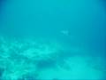 Alfred Scares a Manta
