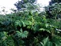 Giant Cow Parsley Giant Cow Parsley