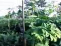 Giant Cow Parsley