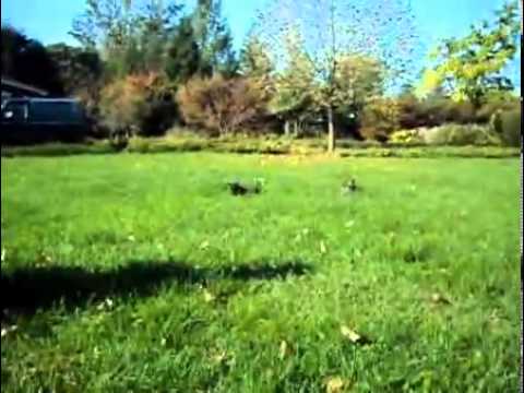 Adorable Cairn Pupplies