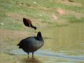 Northern Jacana at Casa Grande, AZ 11-16-07