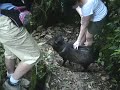 Collared Peccary in the Costa Rican Cloud Forest Collared Peccary in the Costa Rican Cloud Forest