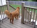 my golden retriever