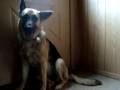 funny animals funny animals
