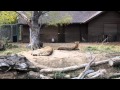 Cheetahs at the Denver Zoo Free Day - YouTube