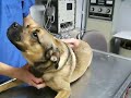 jingles video.AVI