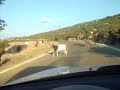 Karyes Lakonia Greece- Goats Crossing Karyes Lakonia Greece- Goats Crossing
