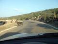 Karyes Lakonia Greece- Goats Crossing