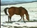 http://www.ganyanmatik.comAlways A Classic isimli aygırımızın tanıtım filmi.