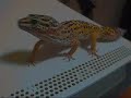 gecko one year later
