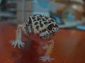 gecko one year later